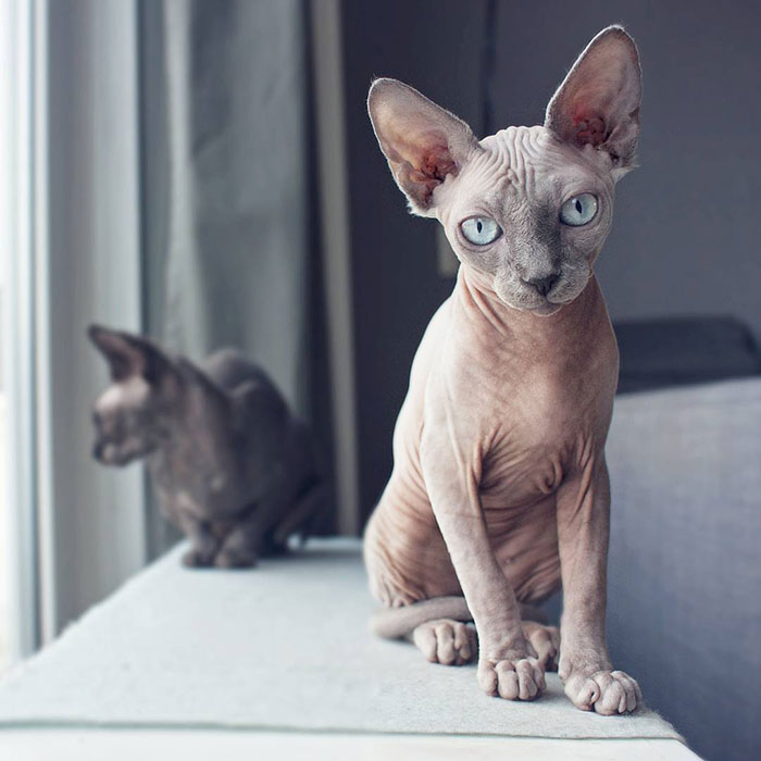 "Look Deep Into My Eyes. You Know You Want To Give Me All The Treats"