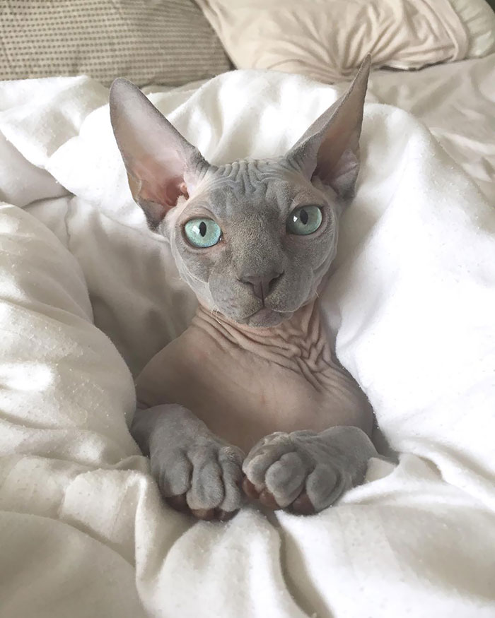 This Boy Was Made To Meowdel