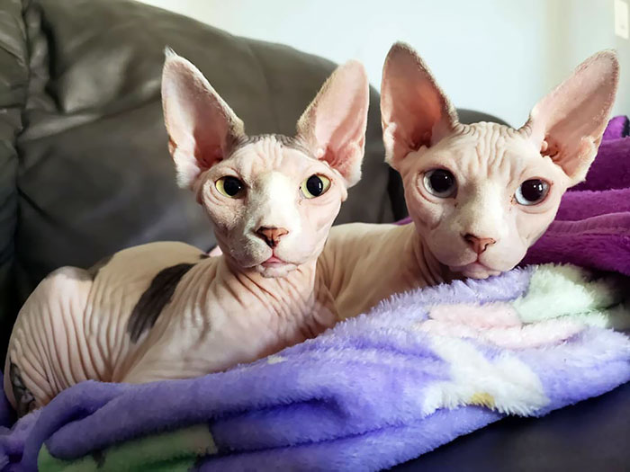 They Cuddled With Me All Night, Such Sweet Baby Girls