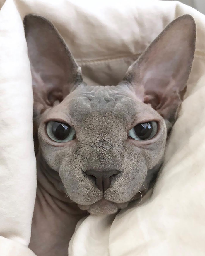 Patiently Waiting For Some Boops