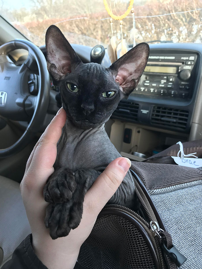 Brae Got Spayed Yesterday. Very Loopy In The Car But Doing Better