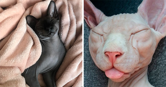 Meet Sphynx Cats – The Most Adorable Hairless Felines
