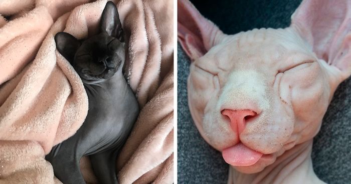 Meet Sphynx Cats – The Most Adorable Hairless Felines