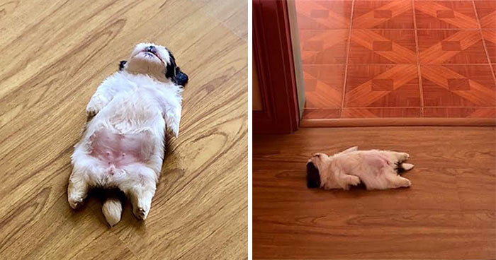 Este cachorro duerme como si se hubiera «apagado», y es ridículamente adorable (30 fotos)