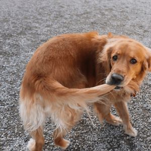 ella-schubring avatar