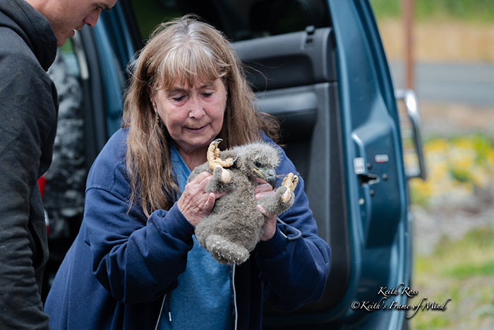 Someone Found Two Eaglets That Fell Out Their Nest, People Team Up To Rescue Them Someone Found Two Eaglets That Fell Out Their Nest, People Team Up To Rescue Them
