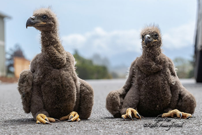 Someone Found Two Eaglets That Fell Out Their Nest, People Team Up To Rescue Them Someone Found Two Eaglets That Fell Out Their Nest, People Team Up To Rescue Them