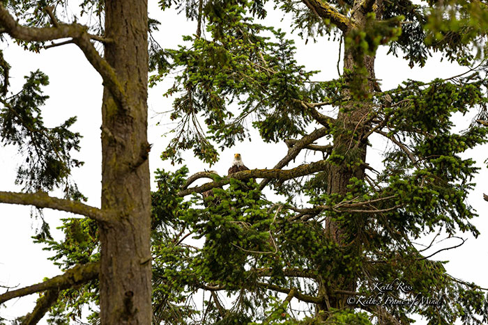 Someone Found Two Eaglets That Fell Out Their Nest, People Team Up To Rescue Them Someone Found Two Eaglets That Fell Out Their Nest, People Team Up To Rescue Them