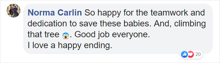 Someone Found Two Eaglets That Fell Out Their Nest, People Team Up To Rescue Them Someone Found Two Eaglets That Fell Out Their Nest, People Team Up To Rescue Them