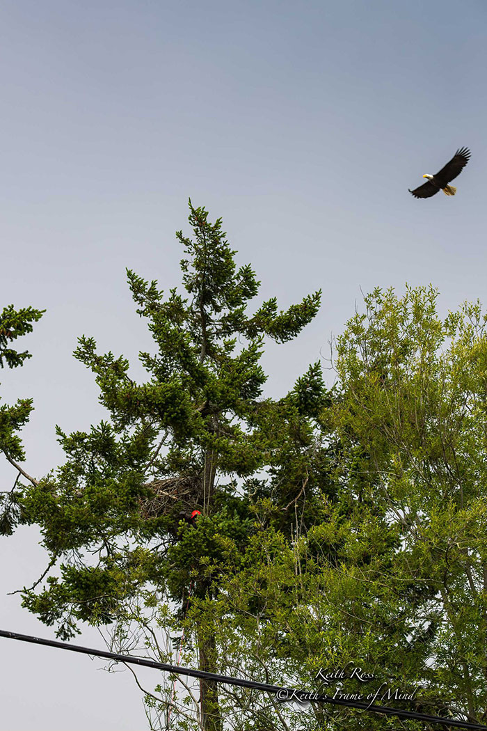 Someone Found Two Eaglets That Fell Out Their Nest, People Team Up To Rescue Them Someone Found Two Eaglets That Fell Out Their Nest, People Team Up To Rescue Them