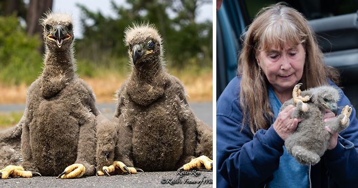 Someone Found Two Eaglets That Fell Out Their Nest, People Team Up To Rescue ThemSomeone Found Two Eaglets That Fell Out Their Nest, People Team Up To Rescue Them