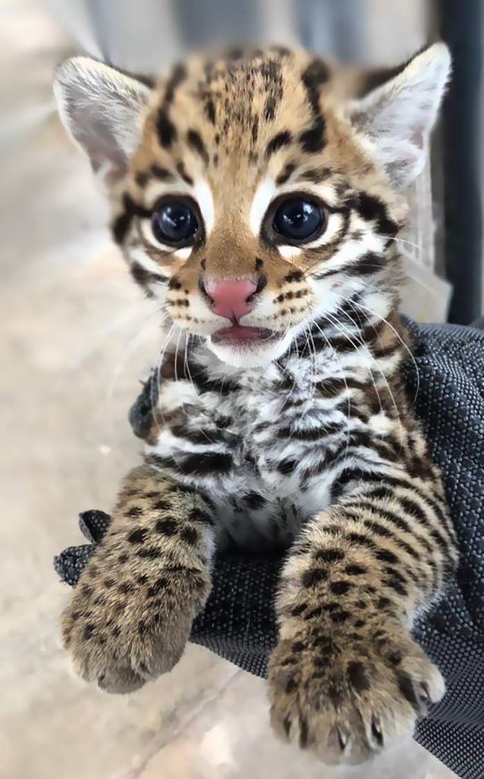 El Paso And Cincinnati Zoos Welcome 3 Endangered Ocelot Kittens Born After Using Frozen Semen El Paso And Cincinnati Zoos Welcome 3 Endangered Ocelot Kittens Born After Using Frozen Semen