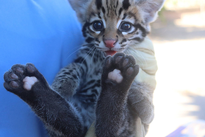 El Paso And Cincinnati Zoos Welcome 3 Endangered Ocelot Kittens Born After Using Frozen Semen