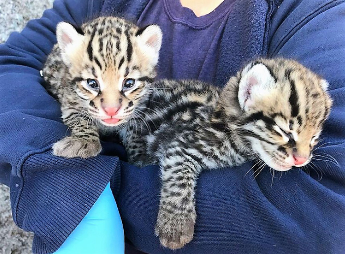 El Paso And Cincinnati Zoos Welcome 3 Endangered Ocelot Kittens Born After Using Frozen Semen