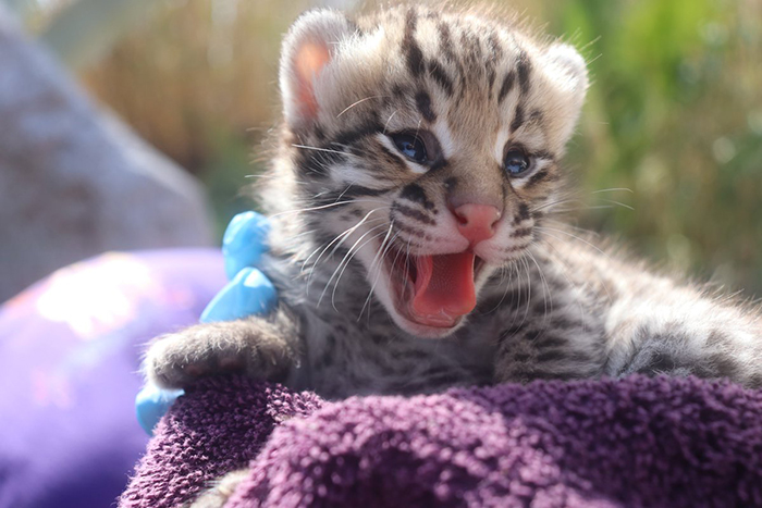 El Paso And Cincinnati Zoos Welcome 3 Endangered Ocelot Kittens Born After Using Frozen Semen El Paso And Cincinnati Zoos Welcome 3 Endangered Ocelot Kittens Born After Using Frozen Semen