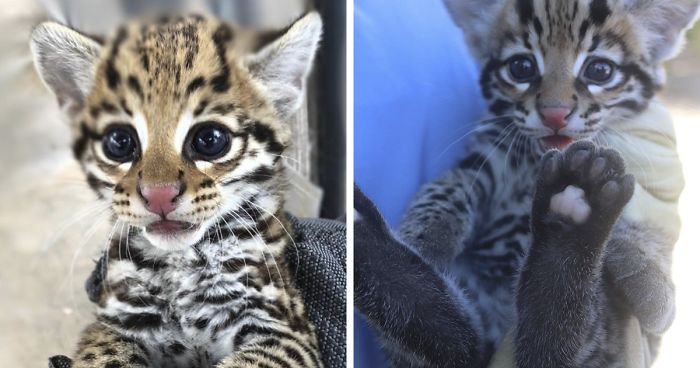 El Paso And Cincinnati Zoos Welcome 3 Endangered Ocelot Kittens Born After Using Frozen Semen