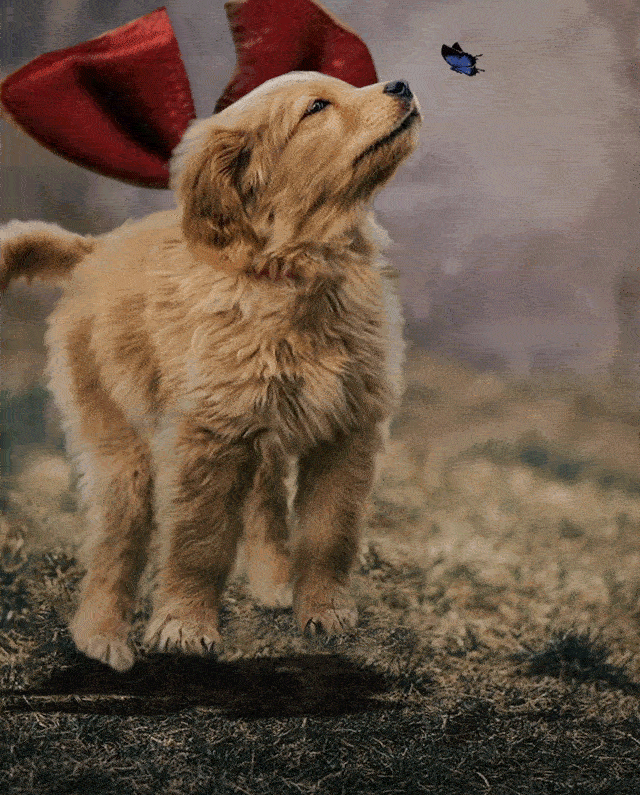 This Beautiful Puppy And Her Butterfly Friend Inspired A Photoshop Battle And You Could Add Your Own Picture