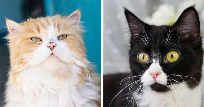 I Make Live Photos Of Homeless Cats To Help Them Find Home And Share Their Feelings With Us