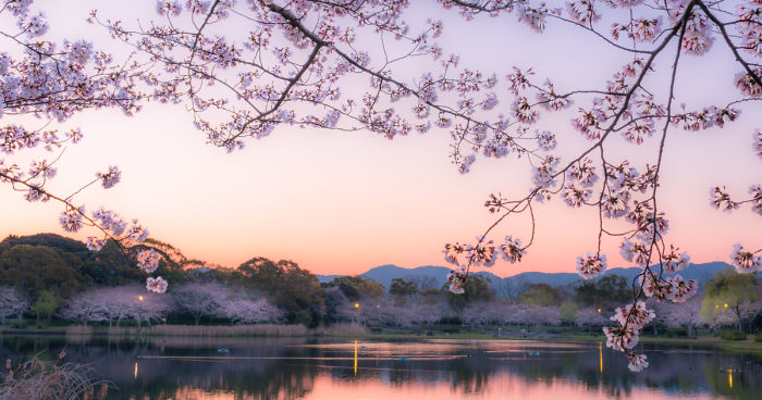 Japan’s Oldest Cherry Tree