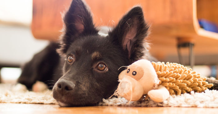 The Life For 8 Months With My First Rescue Dog