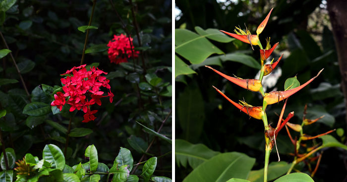 I Spent A Few Hours Exploring Andromeda Botanic Gardens