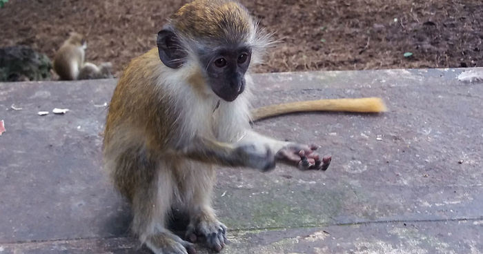 I Spent A Few Hours With The Animals At The Wildlife Reserve In Barbados