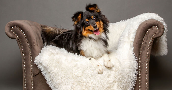 I Photographed Almost 30 Dogs In 3 Days To Raise Money For Animals In Need