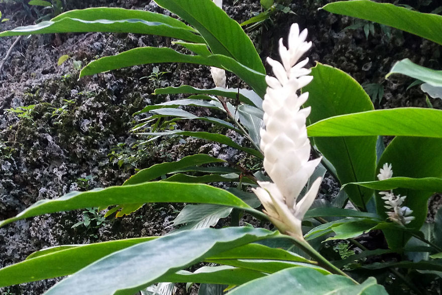 I Spent A Few Hours Exploring Andromeda Botanic Gardens