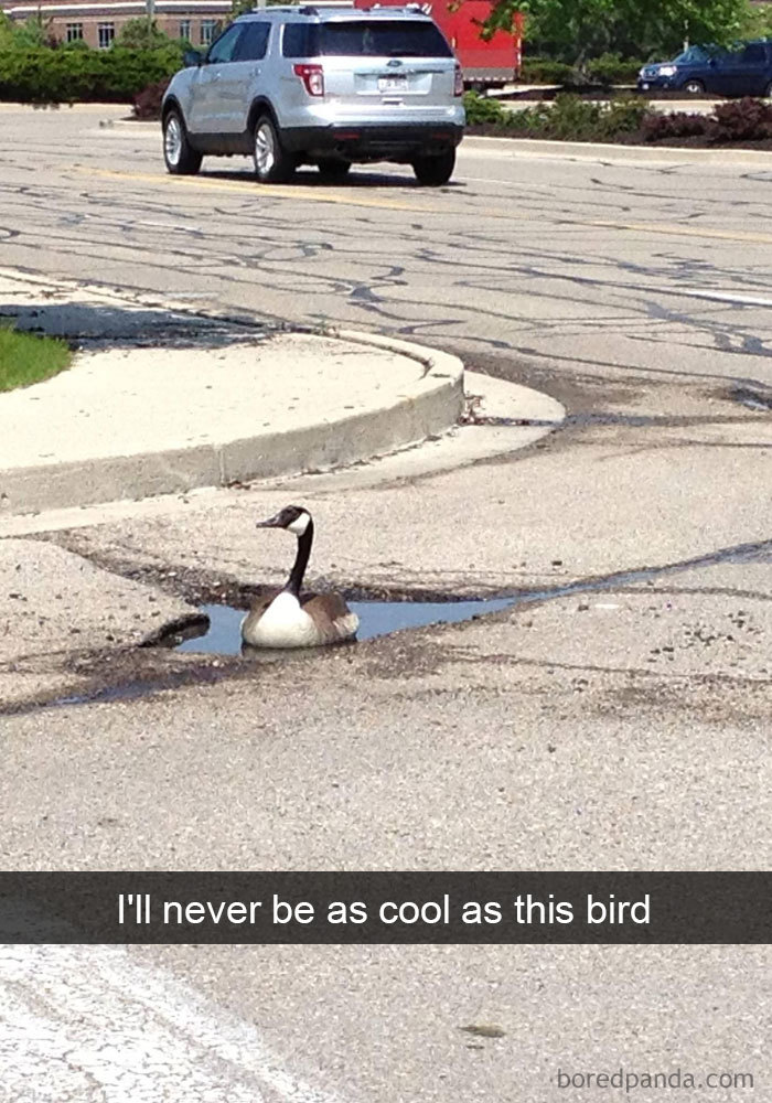 Funny-Bird-Snapchats
