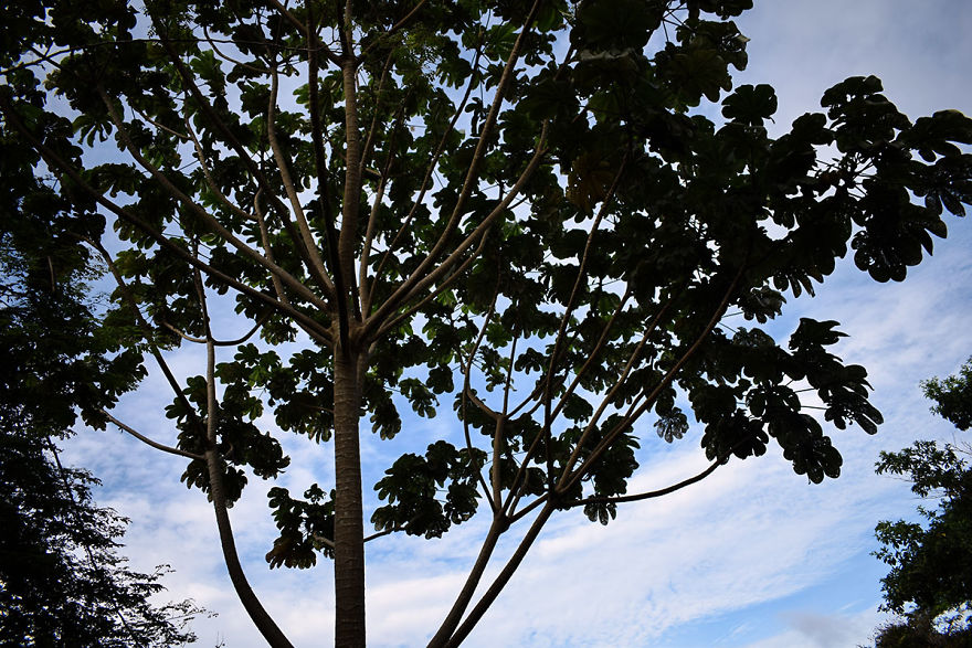 I Spent A Few Hours Exploring Andromeda Botanic Gardens