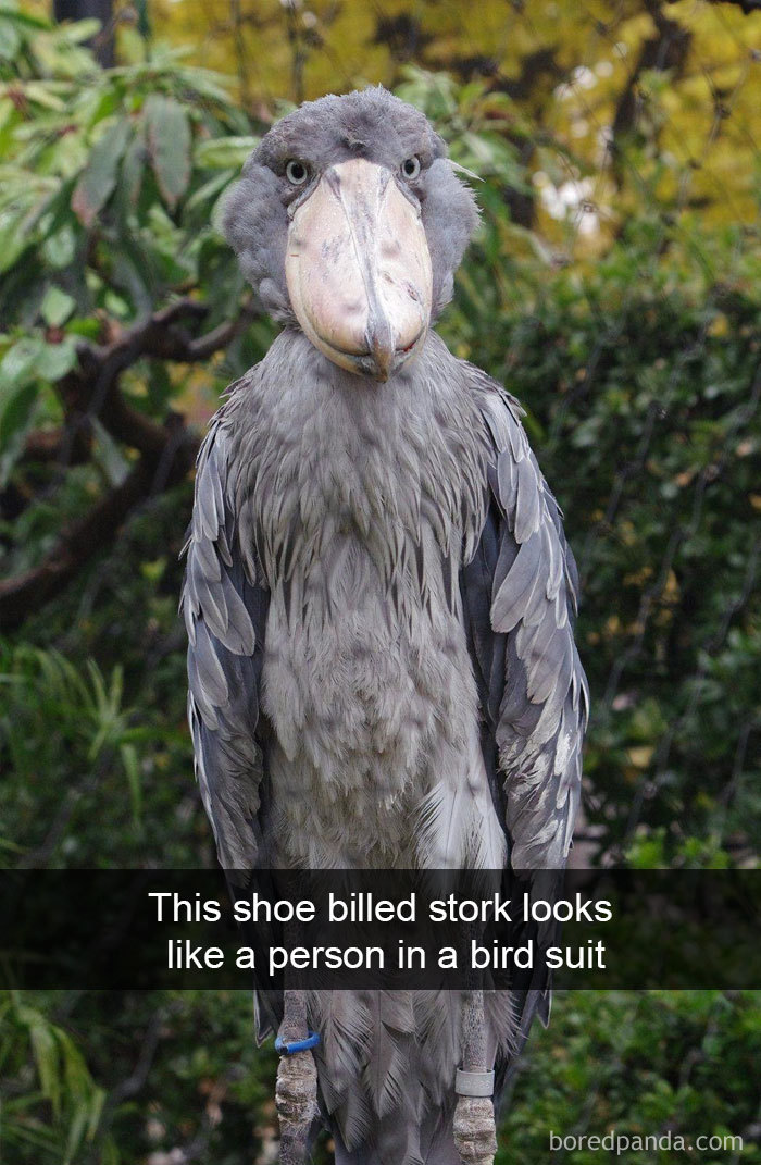 Funny-Bird-Snapchats
