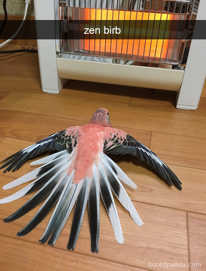 Funny-Bird-Snapchats