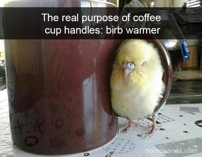 Funny-Bird-Snapchats
