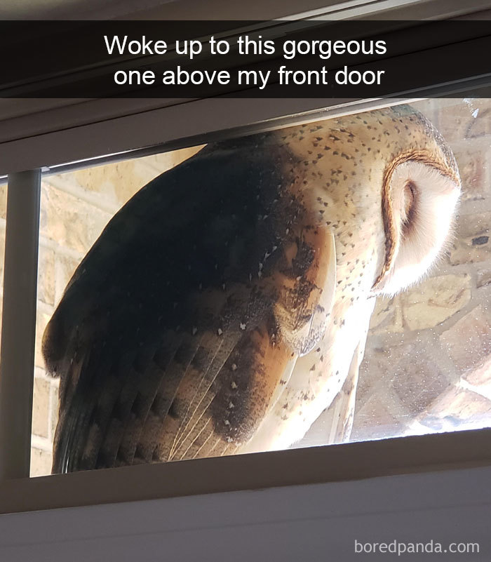 Funny-Bird-Snapchats
