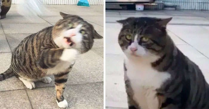 Este gato se vuelve viral por sus divertidas y dramáticas reacciones