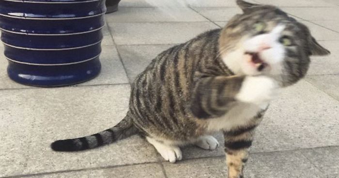 Chonky Cat Is Stealing People's Hearts With His Incredible Expressive SkillsChonky Cat Is Stealing People's Hearts With His Incredible Expressive Skills