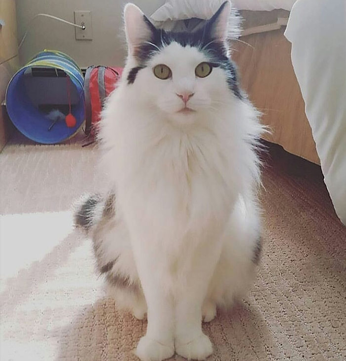 Funny-Public-Cat-Shaming