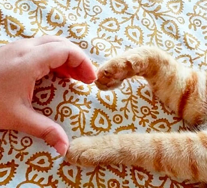 Funny-Public-Cat-Shaming