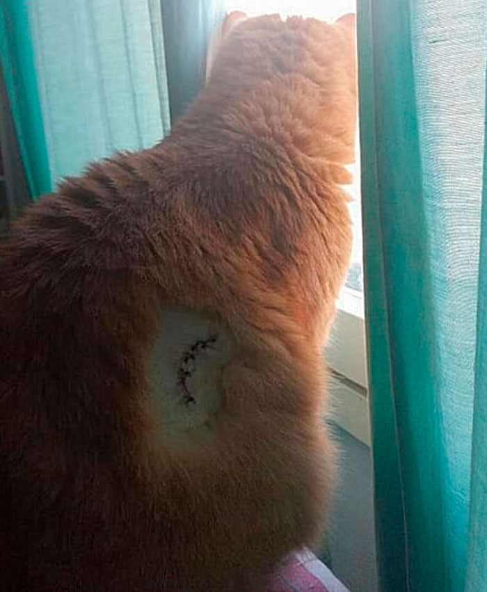 Funny-Public-Cat-Shaming