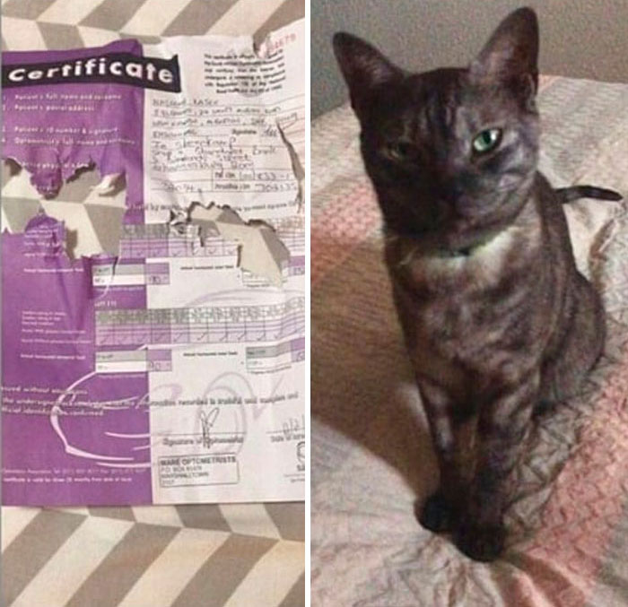 Funny-Public-Cat-Shaming