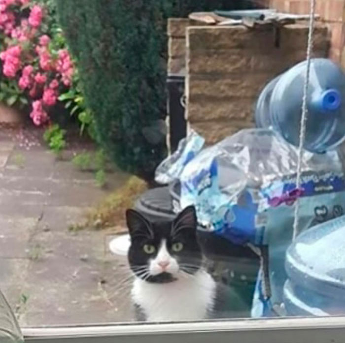 Funny-Public-Cat-Shaming