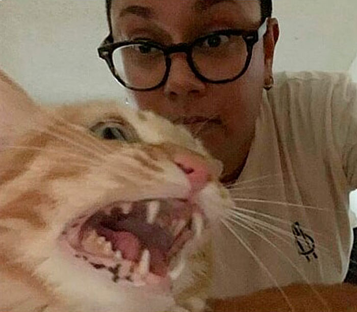 Funny-Public-Cat-Shaming