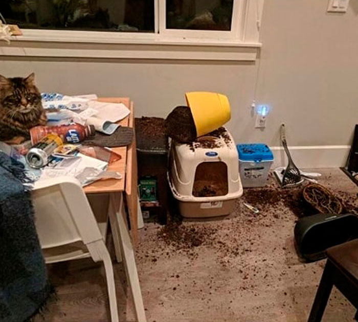 Funny-Public-Cat-Shaming