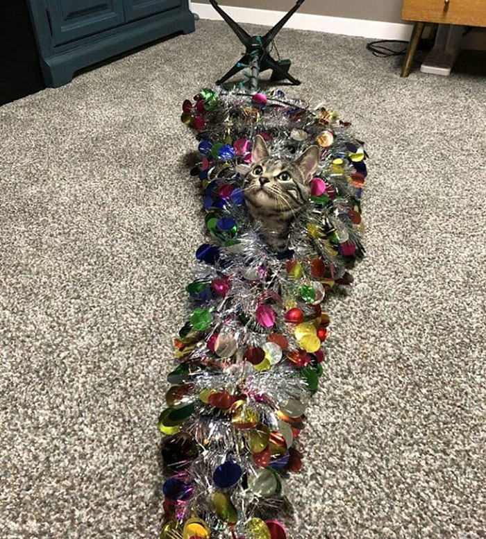 Funny-Public-Cat-Shaming