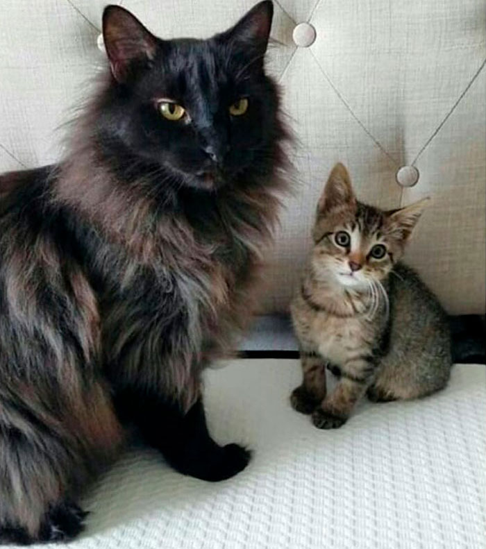 Funny-Public-Cat-Shaming