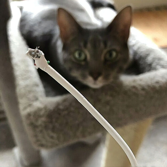 Кошка тиран. Кошка тиран. Кот домашний тиран. Котик с очками. Нашкодивший кот.