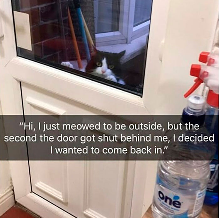 Funny-Public-Cat-Shaming