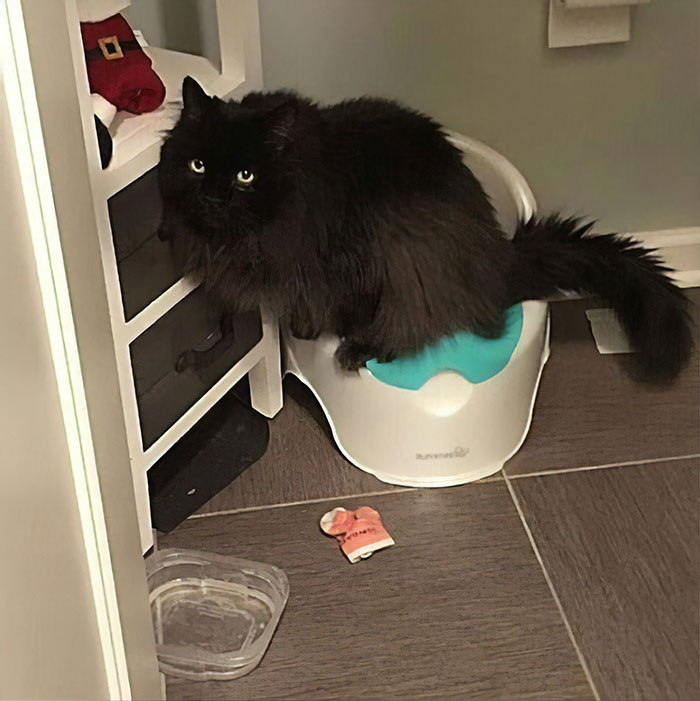 Funny-Public-Cat-Shaming