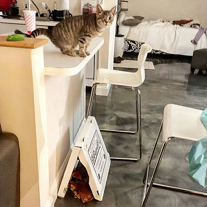 Funny-Public-Cat-Shaming