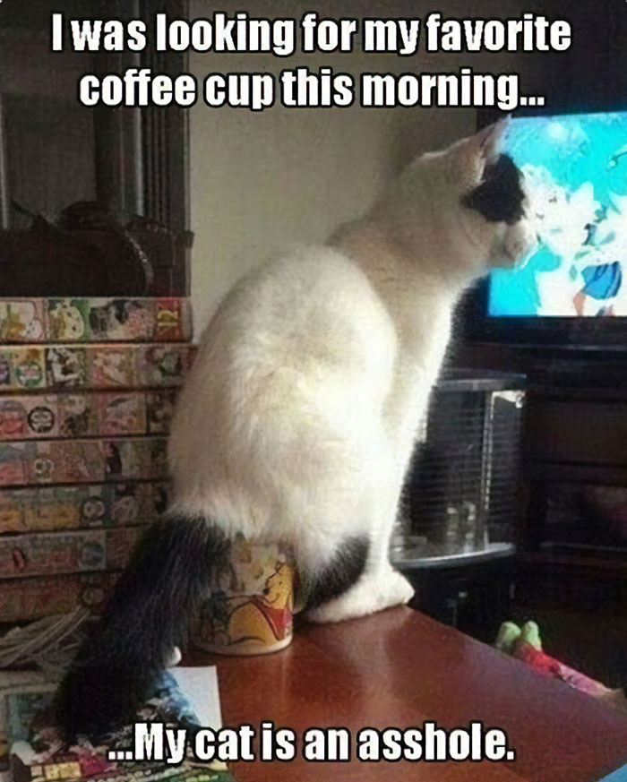 Funny-Public-Cat-Shaming